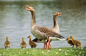 Familes: Greylag GOOSE - pair with goslings giving alarm
