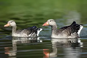 Ganders: Greylag Goose - pair on lake