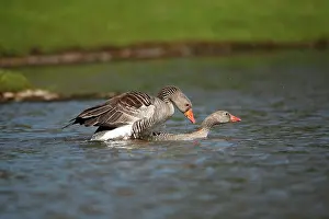 Ganders: Greylag Goose - pair mating on lake