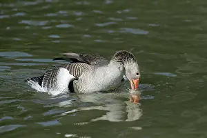 Ganders: Greylag Goose - pair mating on lake