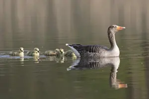190219: Greylag Goose - parent swimming with goslings -