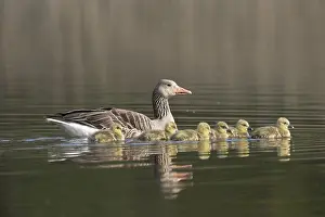 190219: Greylag Goose - parent swimming with goslings -