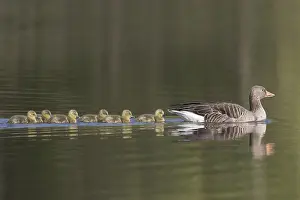 Father: Greylag Goose - parent swimming with goslings -