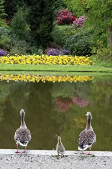 Ganders: Greylag Goose - Parents with gosling at lake edge in park
