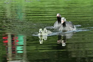 Ganders: Greylag Goose - Parents with goslings on lake
