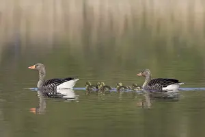 Father: Greylag Goose - parents swimming with goslings -