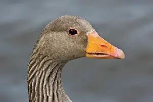 Reykjavik: Greylag goose at a pond in Reykjavik, Iceland