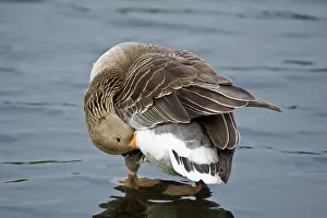 Bending: Greylag goose at a pond in Reykjavik, Iceland