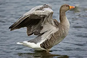 Reykjavik: Greylag goose at a pond in Reykjavik, Iceland