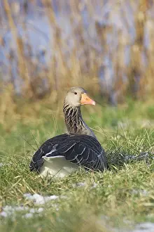 Backview: Greylag Goose - resting backview