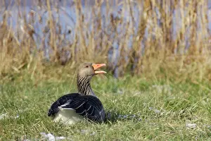 Backview: Greylag Goose - resting backview