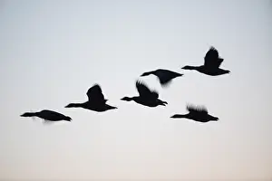 Atmosheric: Greylag goose - silhouette of birds flying at dusk