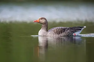 David Chapman: Greylag Goose - Swimming - UK