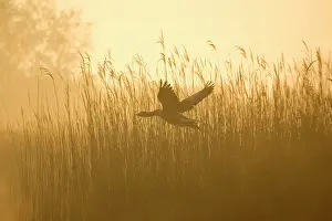 Reedbeds: Greylag Goose - Taking flight from reedbeds at sunrise