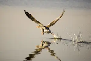 Hickling: Greylag Goose taking flight at Sunrise - Hickling