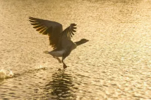 300119: Greylag Goose taking flight at Sunrise - Hickling