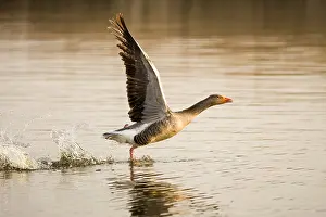 300119: Greylag Goose taking flight at Sunrise - Hickling
