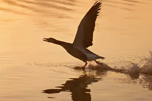 Broads: Greylag Goose - Taking Flight at Sunrise on Norfolk Broads