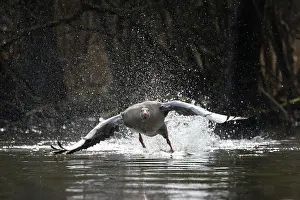 Taking: Greylag Goose taking off