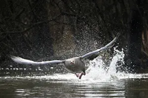 Taking: Greylag Goose taking off