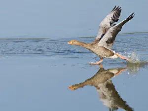 Taking: Greylag Goose - taking off Anser anser Abberton