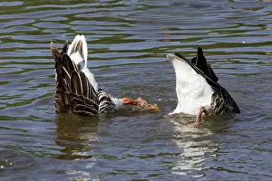 Upended: Greylag Goose - Upending in water