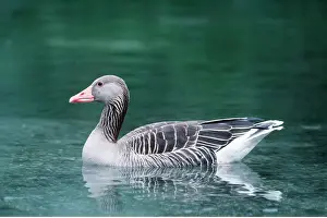 Greylag: Greylag GOOSE - in water