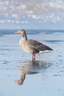 Greylag: Greylag Goose winter