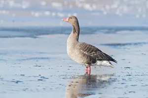 Greylag: Greylag Goose winter