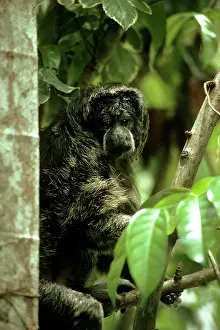Saki: Grey's Saki Monkey