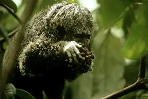 Emma Gordon: Grey's Saki Monkey