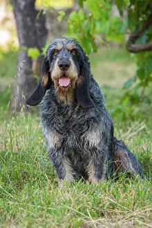 290420: Griffon Bleu de Gascogne (Canis lupus familiaris)