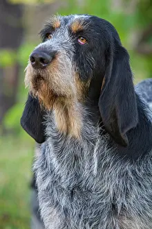 290420: Griffon Bleu de Gascogne (Canis lupus familiaris)