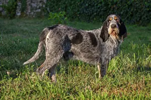 290420: Griffon Bleu de Gascogne (Canis lupus familiaris)