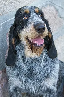 290420: Griffon Bleu de Gascogne (Canis lupus familiaris)