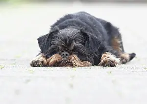 Exhausted: Griffon Bruxellois, bitch, 6 years old, lies on