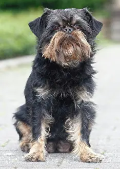Bruxellois: Griffon Bruxellois, bitch, 6 years old, sitting