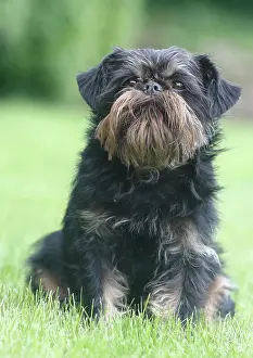 Bruxellois: Griffon Bruxellois, bitch, 6 years, sitting on the