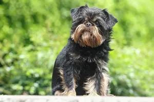 Bruxellois: Griffon Bruxellois, bitch, 6 years, sitting on a
