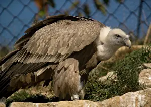 Aviary: Griffon / European Vulture