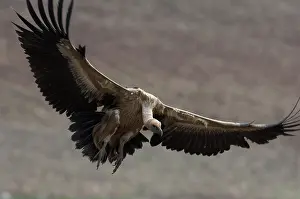 Sinister: Griffon / European Vulture