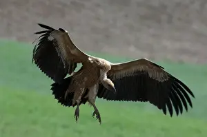 Sinister: Griffon / European Vulture