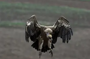 Sinister: Griffon / European Vulture