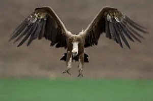 Sinister: Griffon / European Vulture