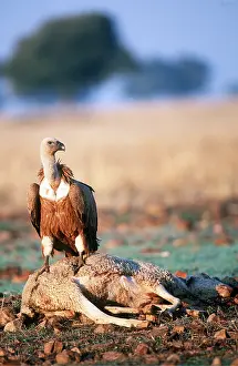 Scavenging: Griffon / European VULTURE - on animal carcass