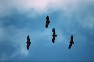 Griffon: Griffon / European VULTURE - courtship flight