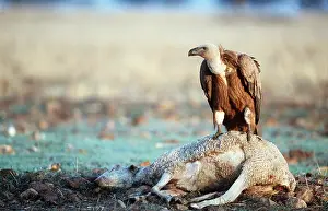 Scavenging: Griffon / European VULTURE - on dead sheep