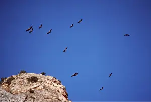 Griffon: Griffon / European VULTURE - group in flight over