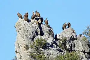 Crag: Griffon / European Vultures - perched on crag