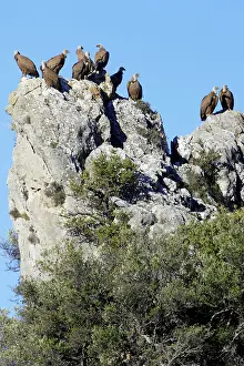 Crag: Griffon / European Vultures - perched on crag